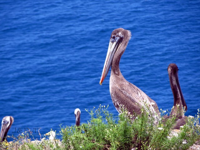 20-brown pelican copy