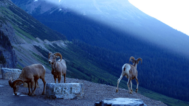 Bighorn sheep - Logan pass area - Glacier NP - MT - USA_resized
