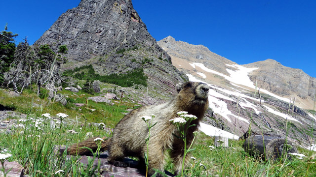 Hoary marmot - Gunsight pass - Glacier NP - MT - USA_resized