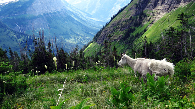 Mountain goat - Highline trail - Glacier NP - MT - USA_resized