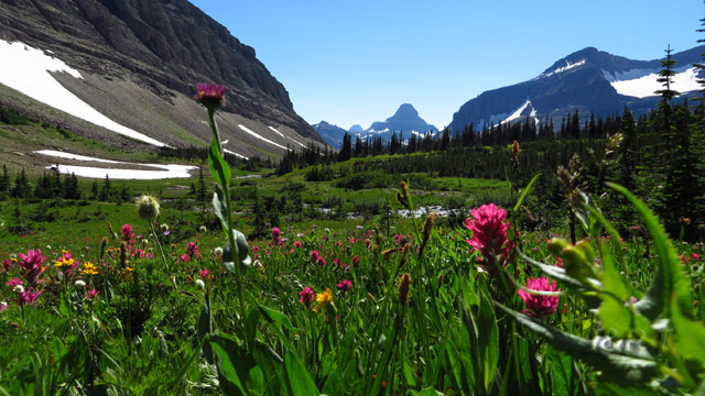 Wildflowers - Siyeh pass area - Glacier NP - MT - USA_resized